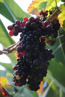 Weinreben auf privaten Weingut