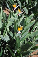 Strelizie - die Blume Madeiras im privaten Weingut