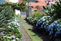 Auffahrt zum Weingut - eingesäumt von Hortensien