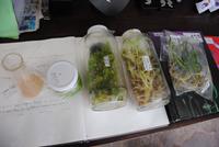 Orchideengarten - Anzucht vom Samen bis zum Setzling