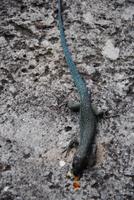 Eidechse bei Mittagstisch (leckerer Kuchen)