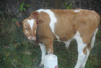 Kleines Kalb im Hochmoor Paul da Serra