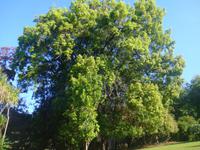 in den Gärten Madeiras