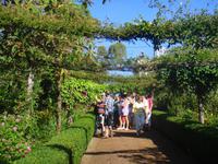 in den Gärten Madeiras