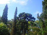 in den Gärten Madeiras