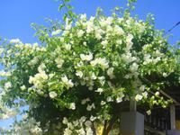 weißer Rhododendron