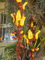 im „Jardim Orchidea“