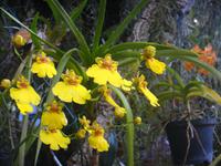 im „Jardim Orchidea“