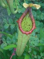 im „Jardim Orchidea“