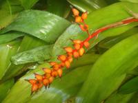 im „Jardim Orchidea“