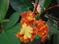 im „Jardim Orchidea“