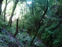 008 Wanderung am Ribeiro Frio