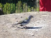 016 unsere Gesellen auf der Wanderung