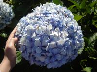 021 Riesen-Hortensien