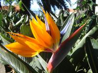 051 Nationalblume Strelizie