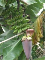 079 Bananenblueten