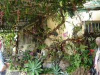 162 Orchideen-Garten