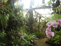 175 Orchideen-Garten