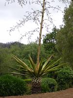 Anwesen der Familie Blandy - Agave