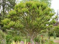 Anwesen der Familie Blandy - Jupiterbaum