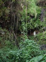 auf der Levada-Wanderung von Marocos