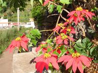 auf der Levada-Wanderung von Marocos -Weihnachtssterne
