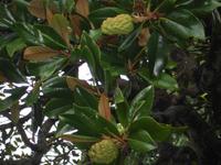 Funchal - Botanischer Garten - Magnolienfrucht