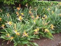 Funchal - Botanischer Garten 