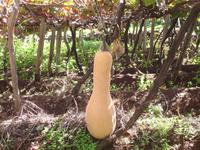 Riesenkürbis im Weingarten