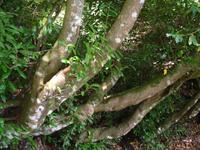 Levada-Wanderung zum Aussichtspunkt Balcoes - Lorbeerbaum