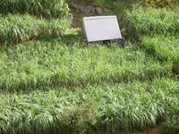 auf der Levada-Wanderung von Marocos - Zuckerrohr ohne Ende