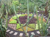 Funchal - Botanischer Garten