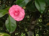 Anwesen der Familie Blandy - Kamelienblüte