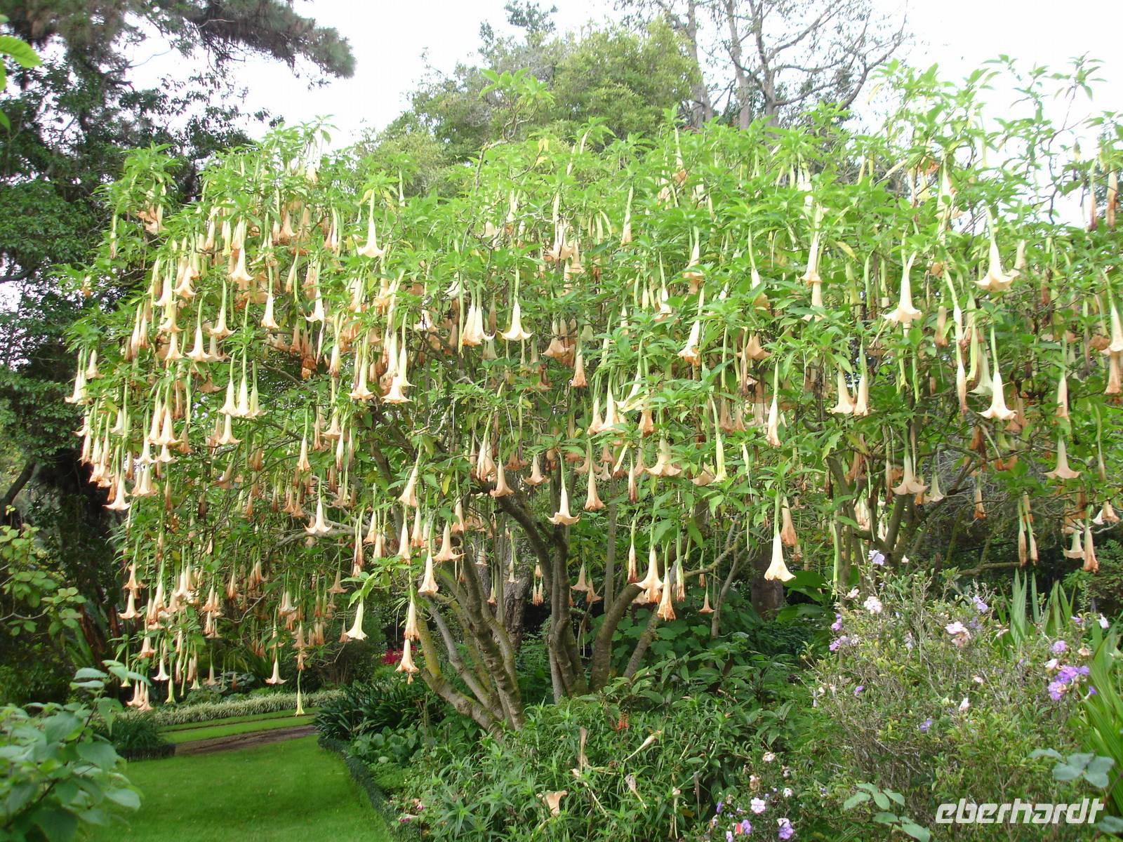 Anwesen der Familie Blandy - Trompetenbaum