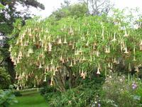 Anwesen der Familie Blandy - Trompetenbaum