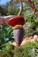 Bananenblüte