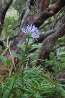 Afrikanische Liebesblume