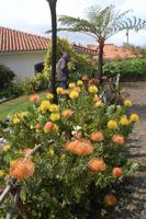 wunderschöne Protheen in Santana 