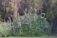 Im botanischen Garten Funchal