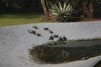 Im botanischen Garten Funchal