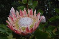 Königsprothea in den Palheiro Gardens 