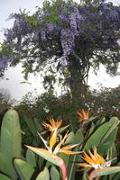 Strelitzie in Palheiro Gardens