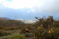 Stechginster an der Levada durch die Hochebene „Paúl da Serra“