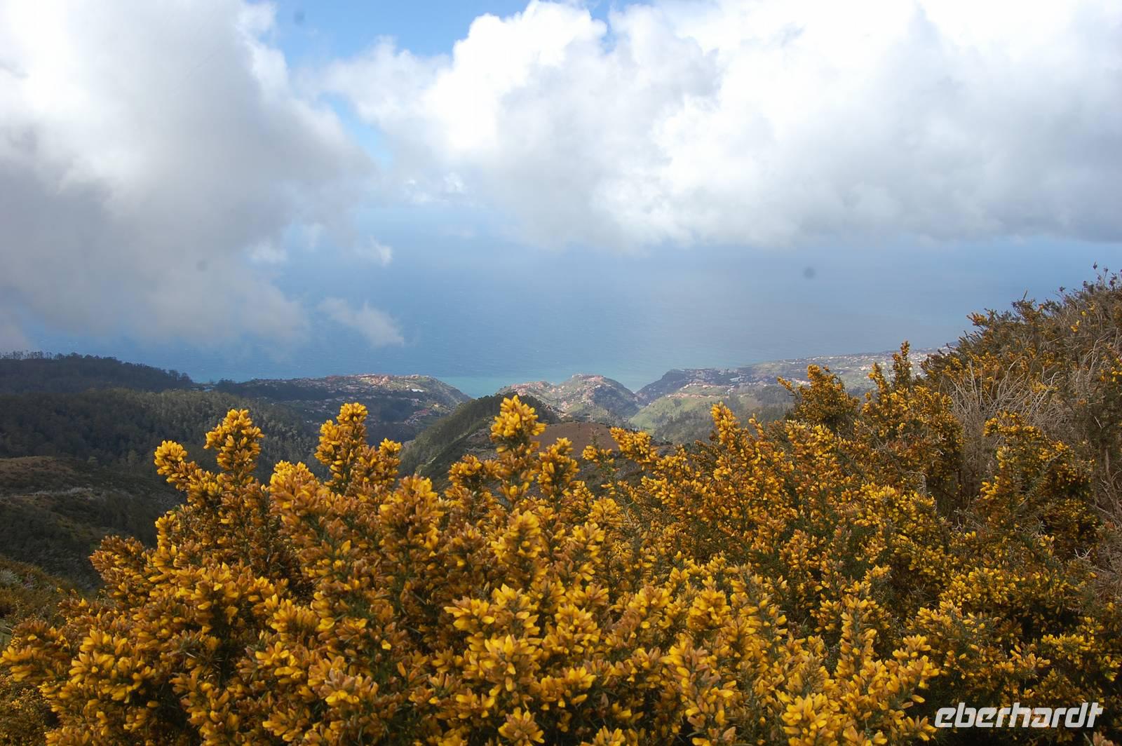 Stechginster an der Levada durch die Hochebene „Paúl da Serra“
