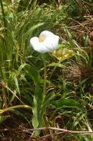wilde Kallas am Straßenrand