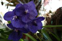 Jardim Orchidea