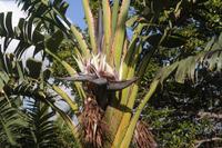 Strelizie (groß wie eine Palme!)