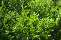 Pfefferstrauch im Kräutergarten