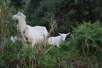 kl. Zicklein in der Levada