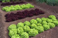 Salat im Botanischen Garten...